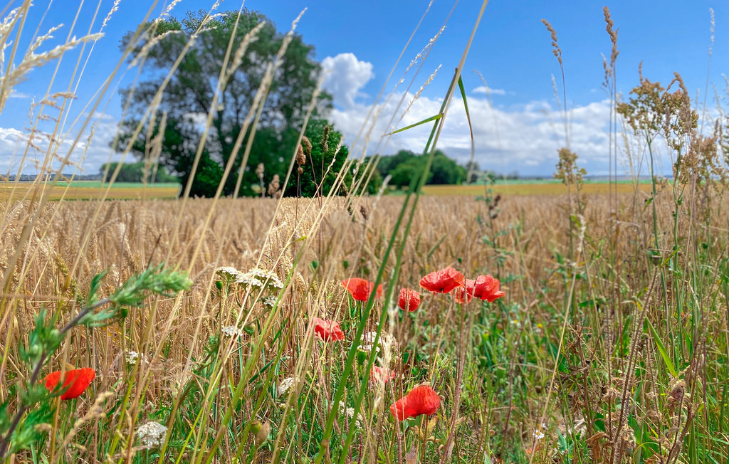 Ferieleilighet - Insel Poel/Gollwitz , Tyskland - DMK148 25