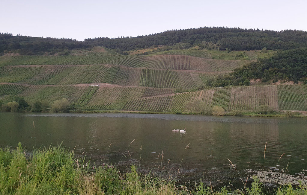 Lejlighed - Trier , Tyskland - DMO148 30