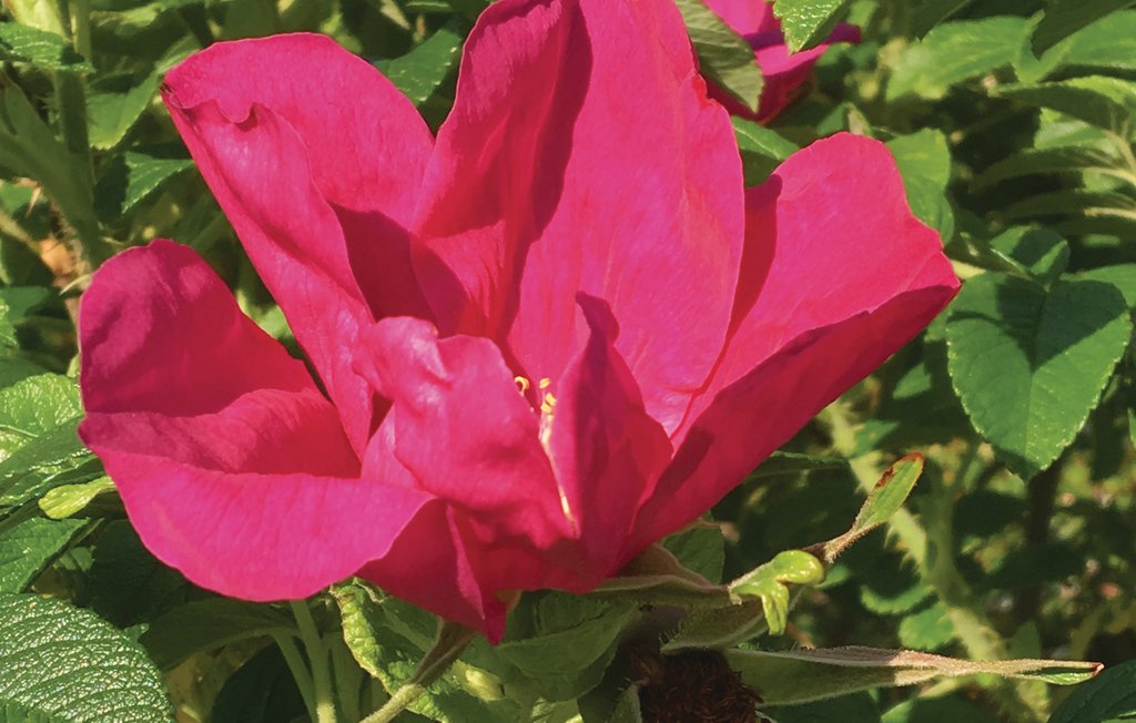 Feriehus - Altefähr/Rügen , Tyskland - DMR634 27