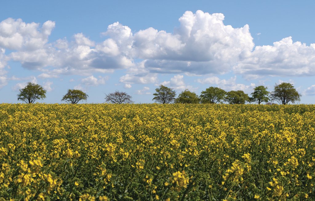 Feriehus - Altefähr/Rügen , Tyskland - DMR644 36