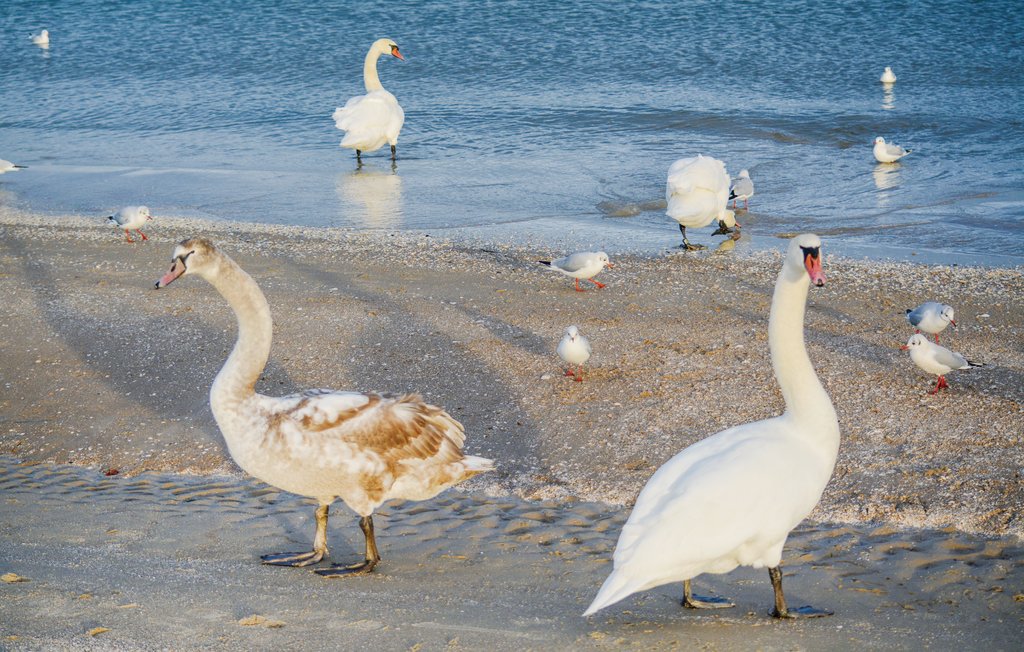 Feriehus - Fischerdorf Zirchow/Usedom , Tyskland - DMU178 24