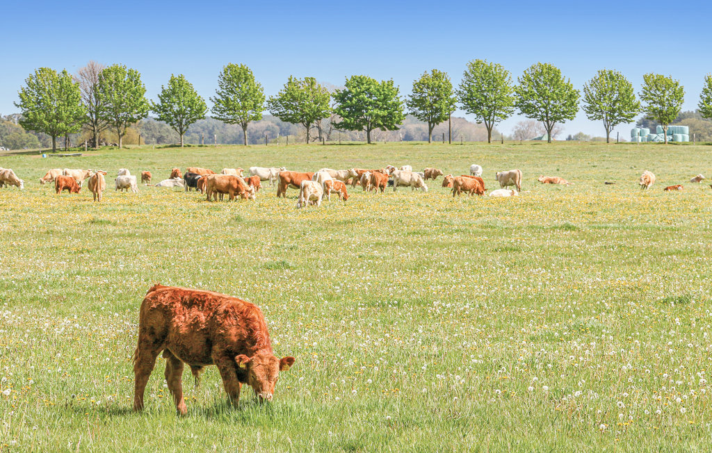 Feriehus - Fischerdorf Zirchow/Usedom , Tyskland - DMU275 23