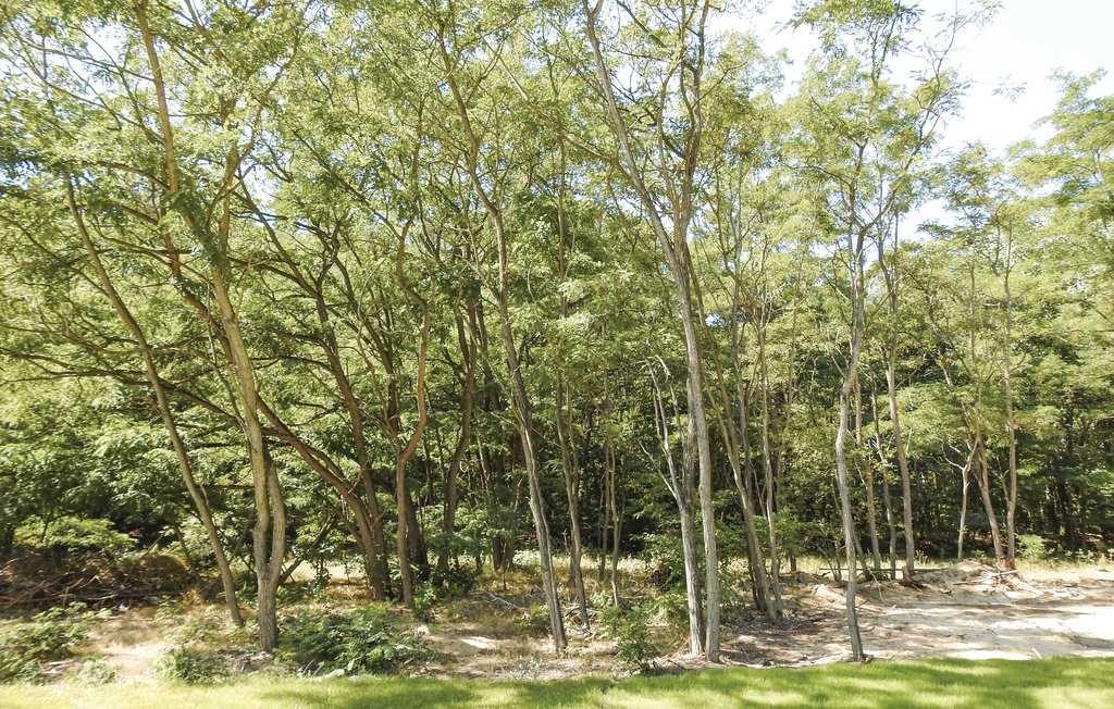 Feriehuse - Fischerdorf Zirchow/Usedom , Tyskland - DMU277 32