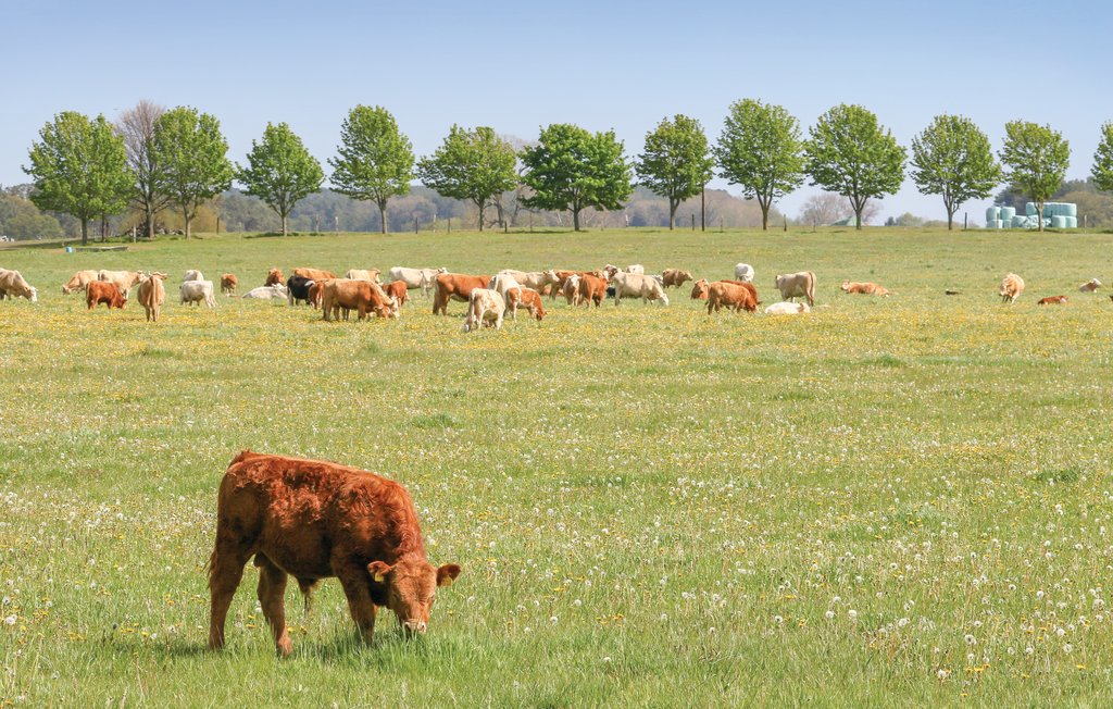 Feriehus - Fischerdorf Zirchow/Usedom , Tyskland - DMU174 37
