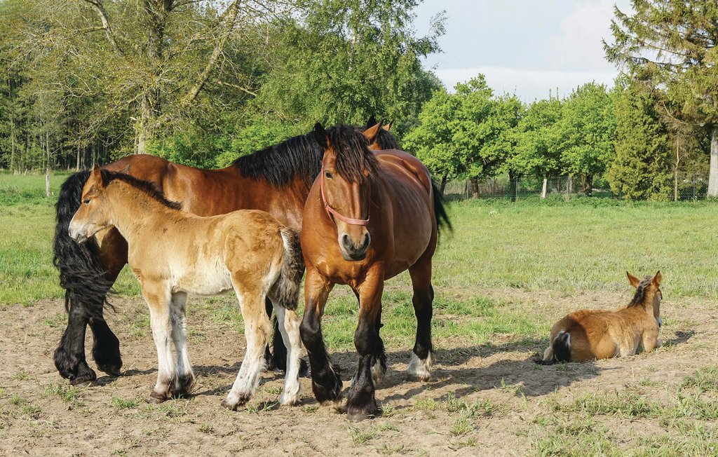 Feriehuse - Fischerdorf Zirchow/Usedom , Tyskland - DMU176 46
