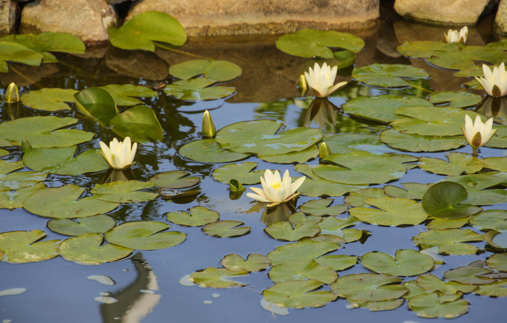 Ferienwohnung - Lütow , Deutschland - DMU134 14