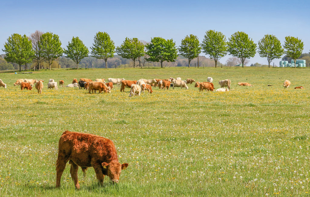 Ferienhaus - Fischerdorf Zirchow/Usedom , Deutschland - DMU276 20
