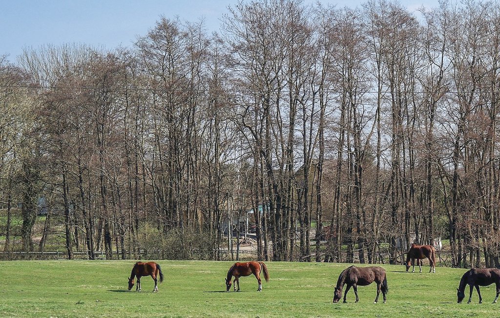 Feriehus - Ahrenshagen/Tribohm , Tyskland - DMV177 22