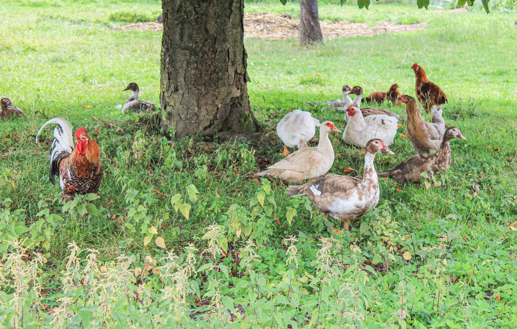 Feriehus - Thandorf , Tyskland - DMV497 31