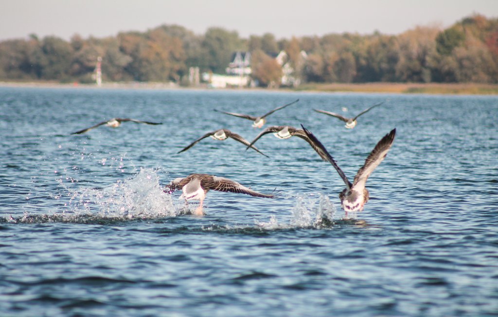 Feriehus - Rechlin/Müritz , Tyskland - DMV755 22