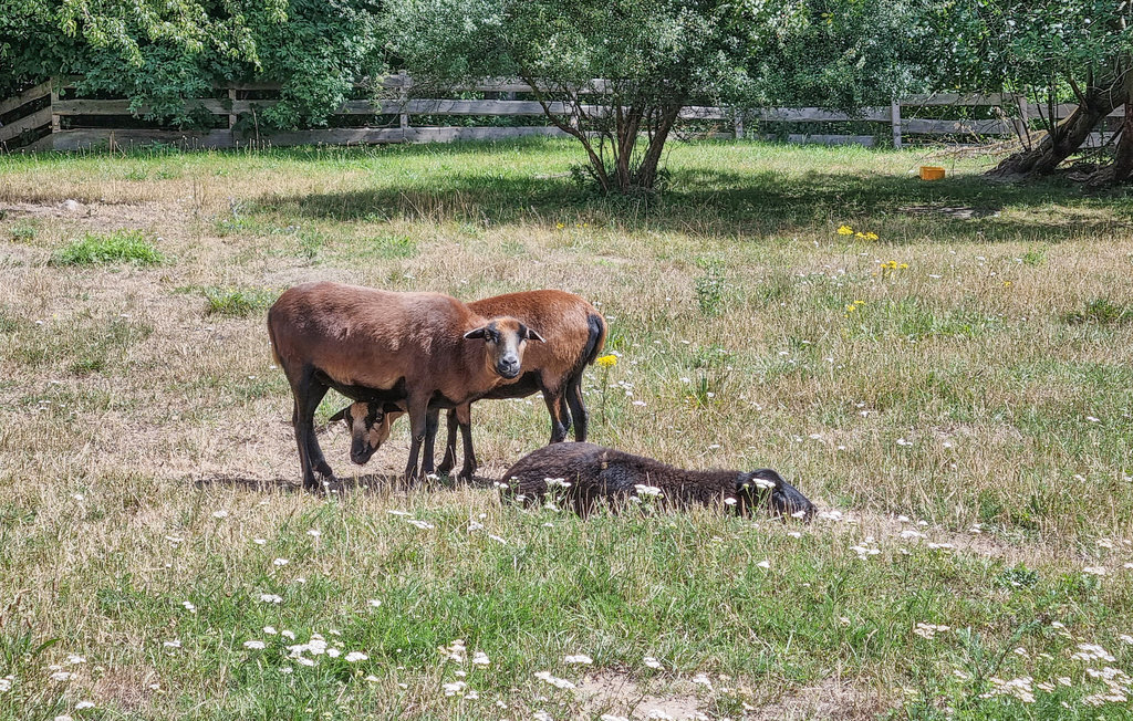 Ferieleilighet - Passow OT Charlottenhof , Tyskland - DMV576 17