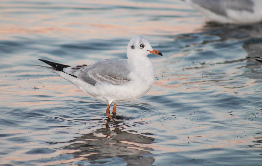 Feriehus - Rechlin/Müritz , Tyskland - DMV755 23