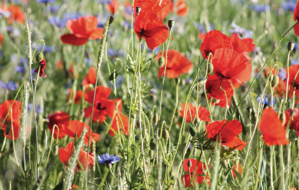 Feriehus - Rechlin/Müritz , Tyskland - DMV755 27