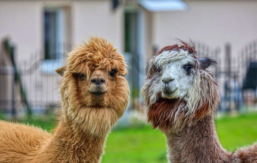 Lejlighed - Alpaka 3 Ferienwhg.- Schmatzin , Tyskland - DMV920 7