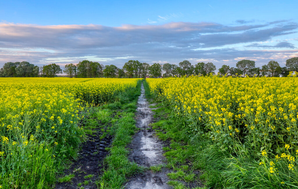 Lejlighed - Alpaka 3 Ferienwhg.- Schmatzin , Tyskland - DMV920 22