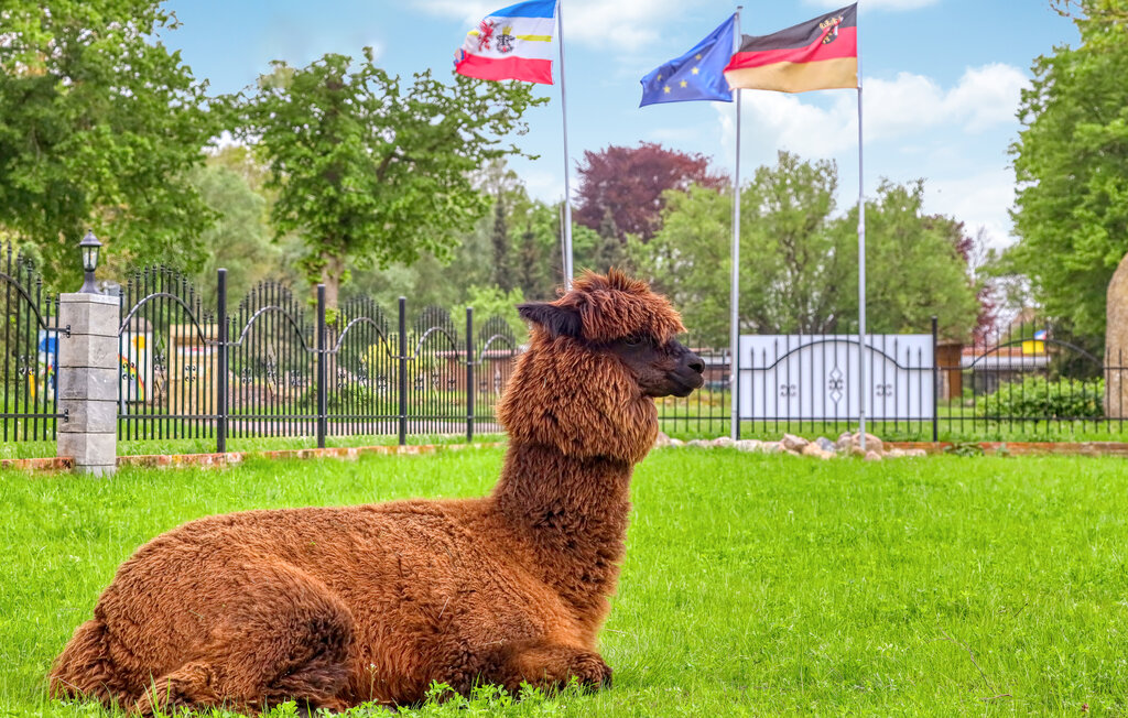 Ferieleilighet - Alpaka 3 Ferienwhg.- Schmatzin , Tyskland - DMV921 36