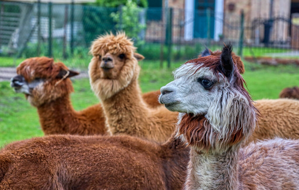 Ferieleilighet - Alpaka 3 Ferienwhg.- Schmatzin , Tyskland - DMV922 26