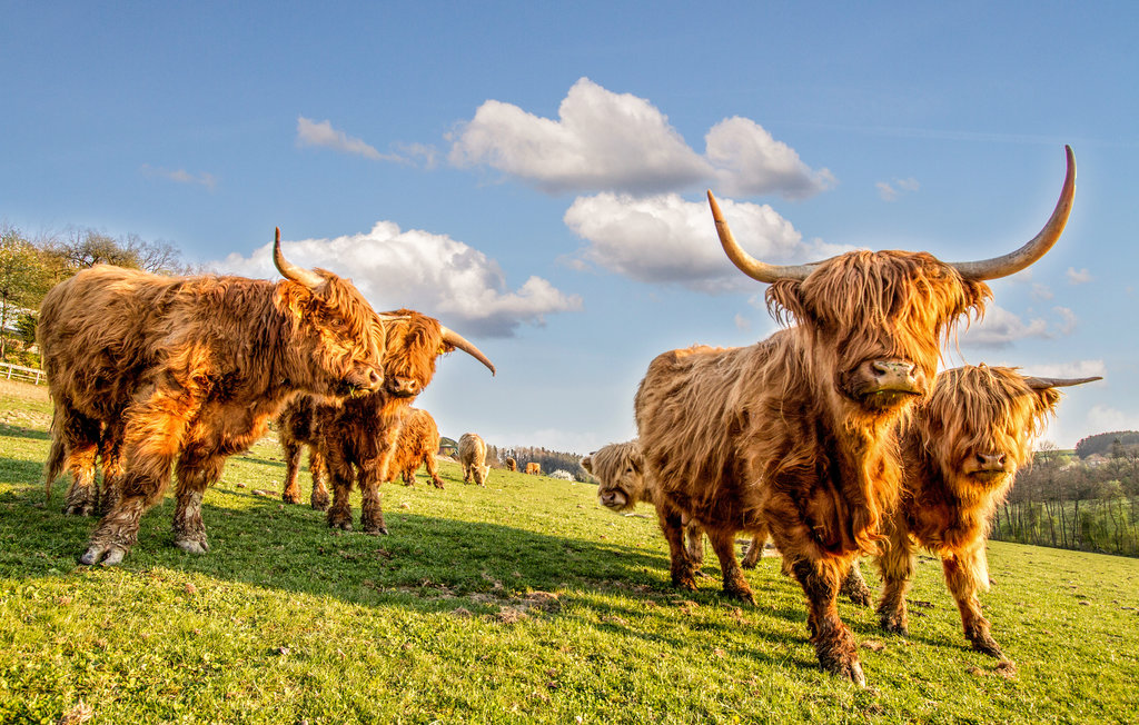 Feriehuse - Hamburg - Lüneburger Heide , Tyskland - DNS229 47