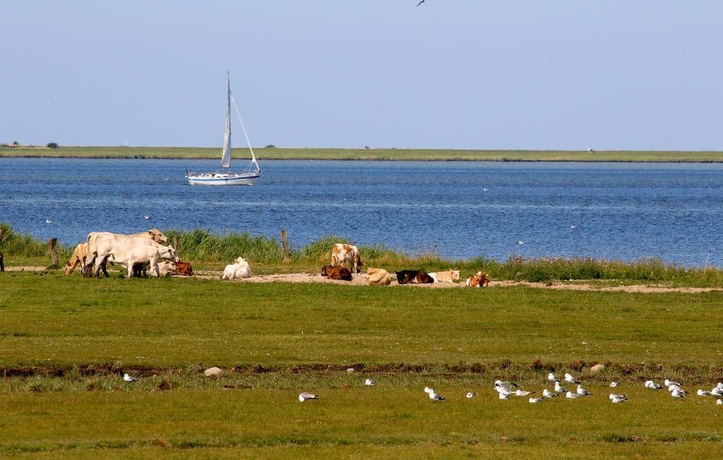 Feriehuse - OstseeResort Olpenitz , Tyskland - DOP214 21