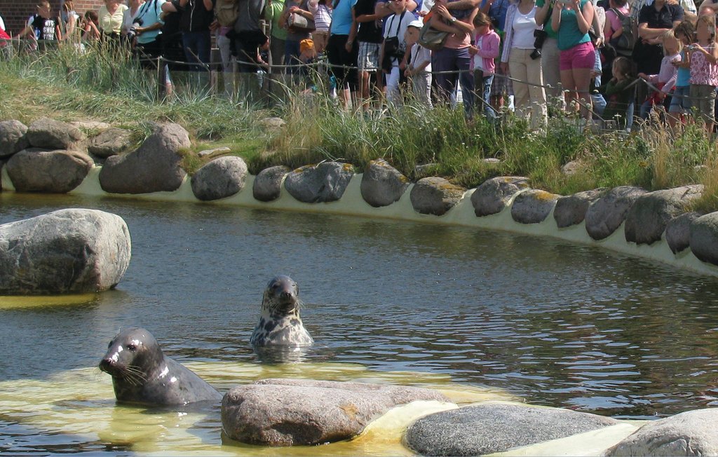 Feriehus - Friedrichskoog Spitze , Tyskland - DSH622 34