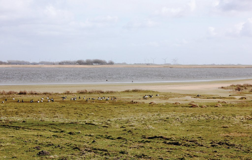 Ferienhaus - Dagebüll , Deutschland - DSH910 31