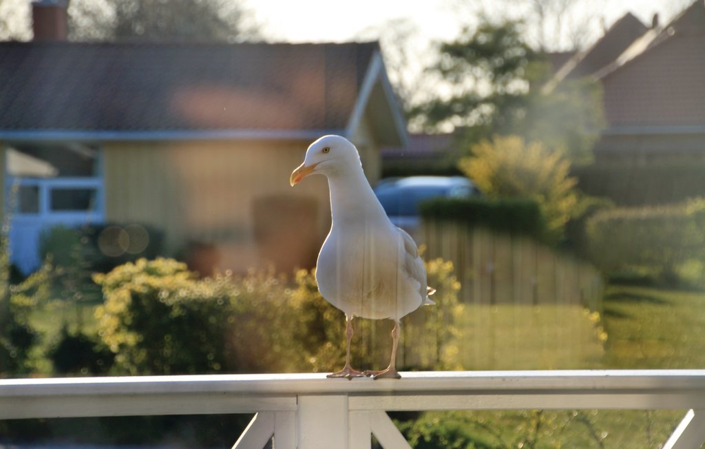 Semesterhus - Schönhagen Strand , Tyskland - DSH139 15