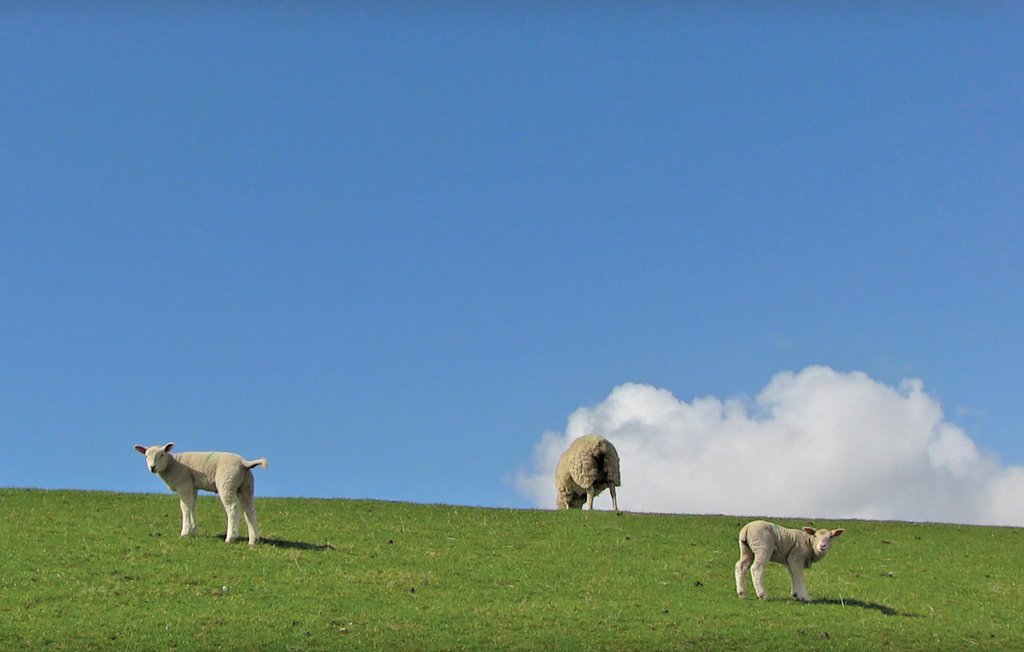 Feriehuse - Dagebüll , Tyskland - DSH930 30