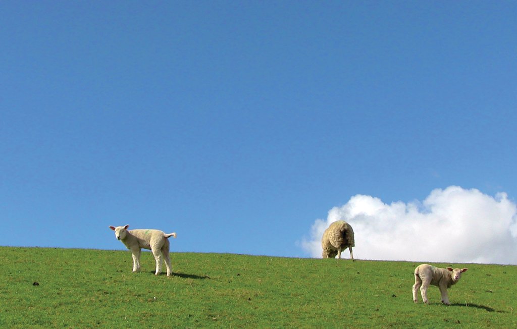 Feriehuse - Dagebüll , Tyskland - DSH926 13