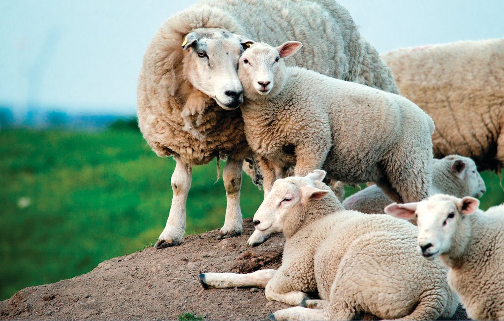 Semesterhus - Dagebüll , Tyskland - DSH933 24