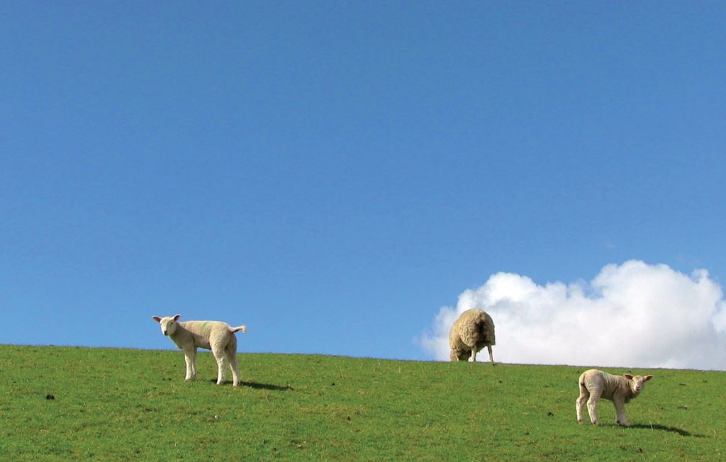 Semesterhus - Dagebüll , Tyskland - DSH936 13