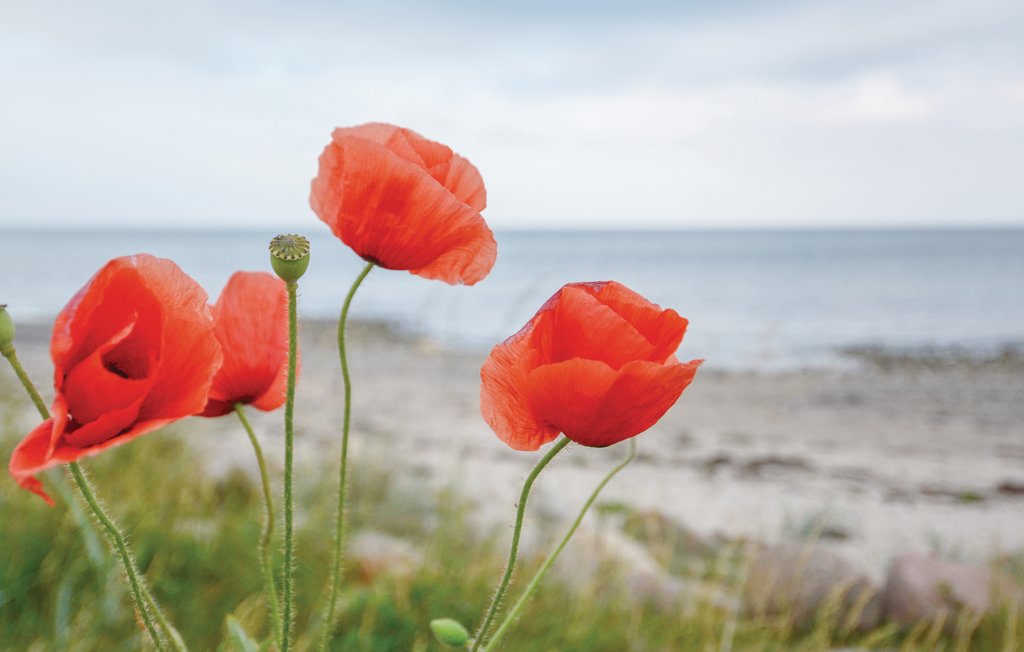 Semesterhus - Süssauer Strand/Ostsee , Tyskland - DSH791 29