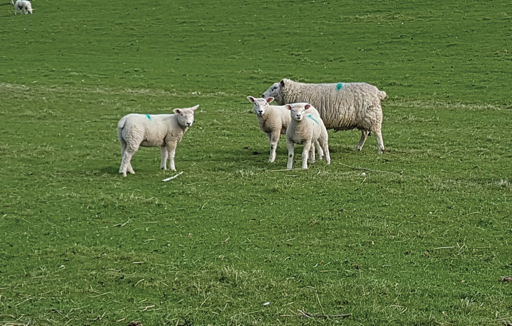 Feriehus - Dagebüll , Tyskland - DSH956 25