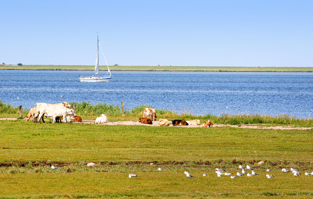 Feriehus - Musik Kajüte - Olpenitz , Tyskland - DSH491 26