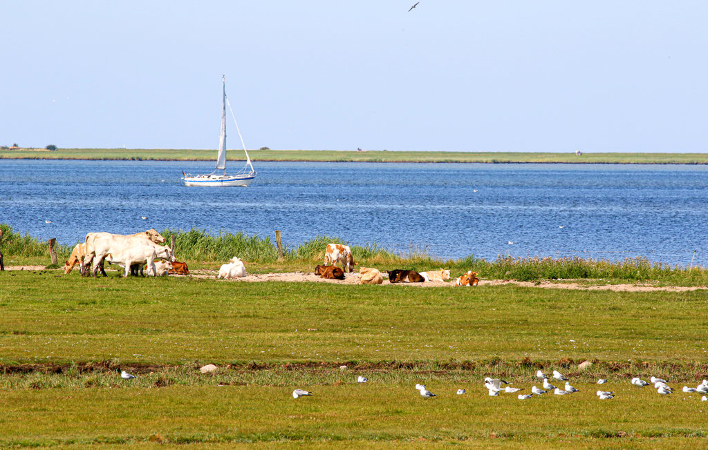 Feriehuse - OstseeResort Olpenitz , Tyskland - DSH490 24