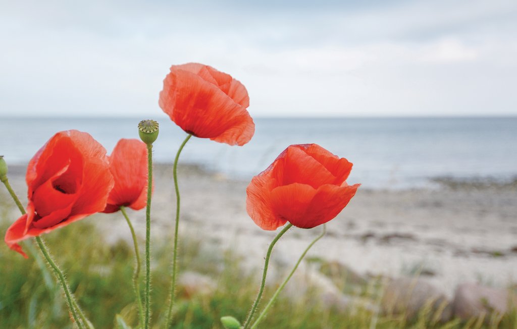 Semesterhus - Süssauer Strand/Ostsee , Tyskland - DSH791 35