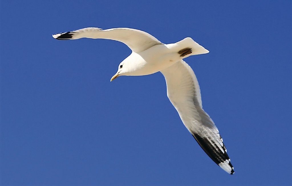 Ferienhaus - Süssauer Strand/Ostsee , Deutschland - DSH741 26