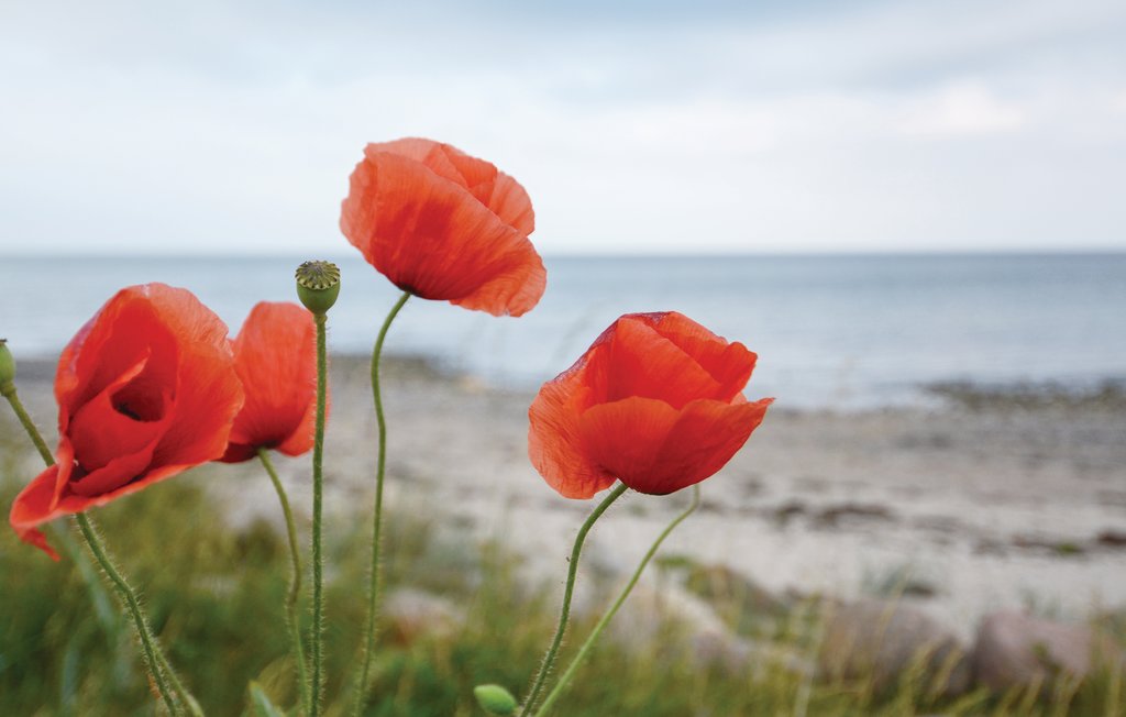Ferienhaus - Süssauer Strand/Ostsee , Deutschland - DSH773 23