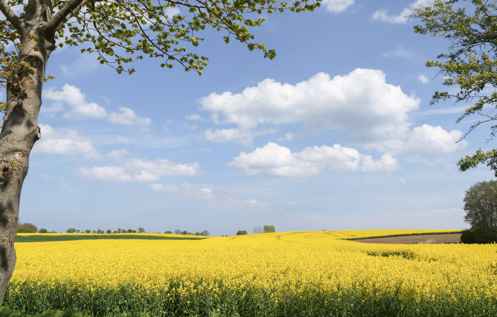 Feriehuse - Süssauer Strand/Ostsee , Tyskland - DSL704 8