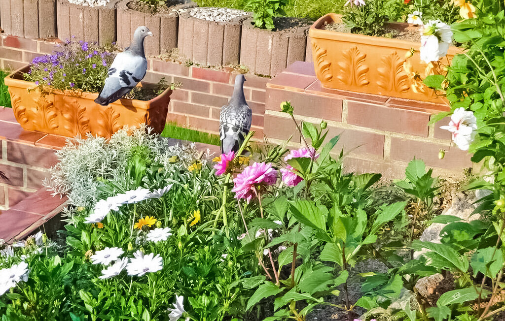 
Holiday rental - Groß Nemerow , Germany - DZV063 12