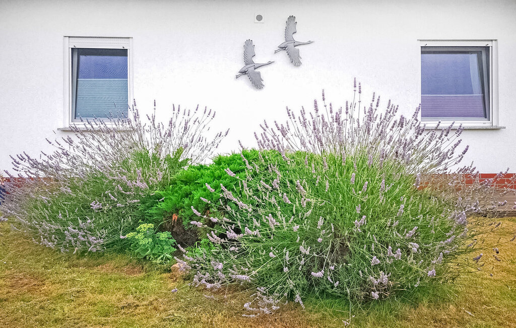 Ferienwohnung - Fuhlendorf , Deutschland - DZV305 13