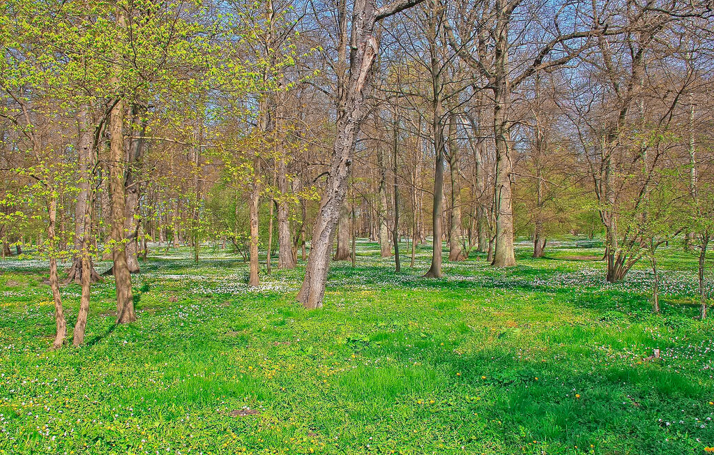Ferienwohnung - Ostseebad Breege OT Juliusruh , Deutschland - DZV333 13