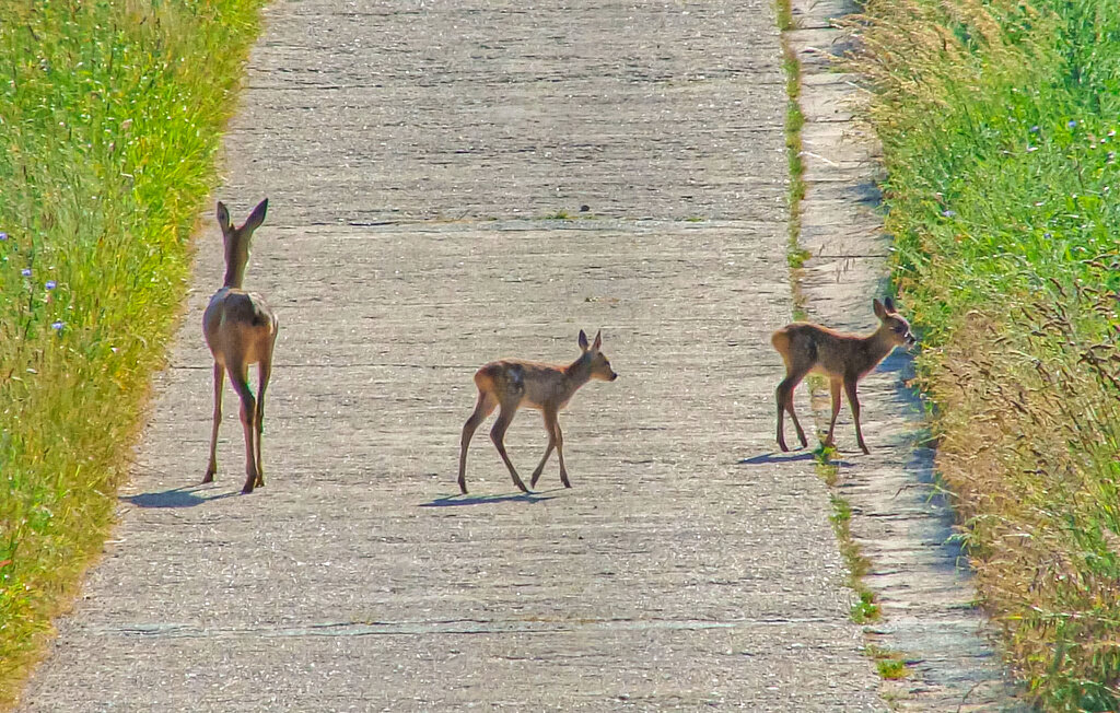 Ferienhaus - Funkenhagen , Deutschland - DZV533 19