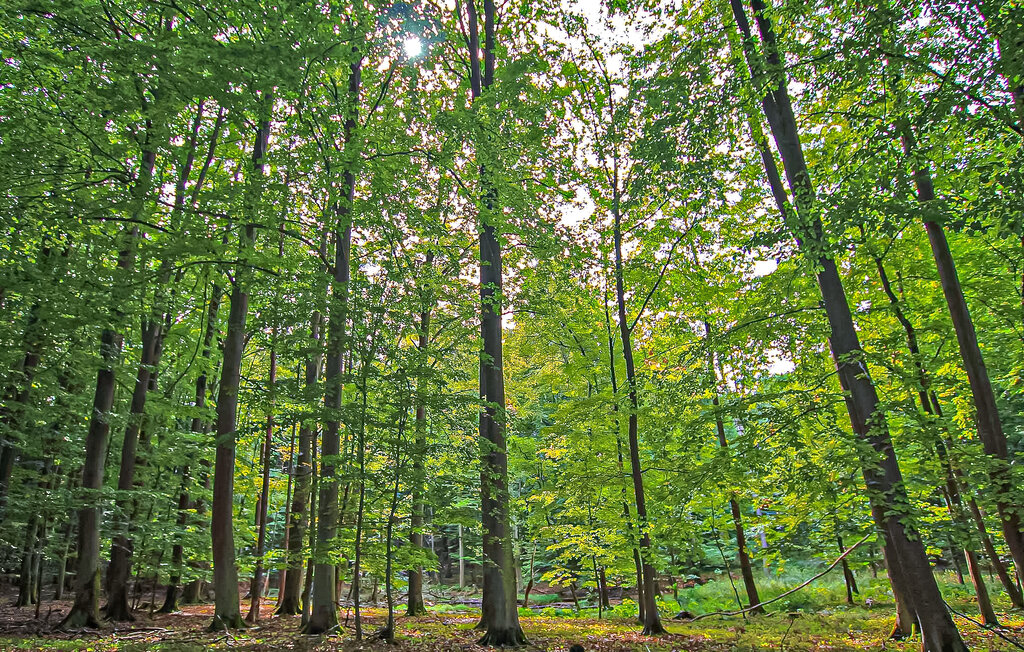 Semesterlägenhet - Woldegk , Tyskland - DZV598 26