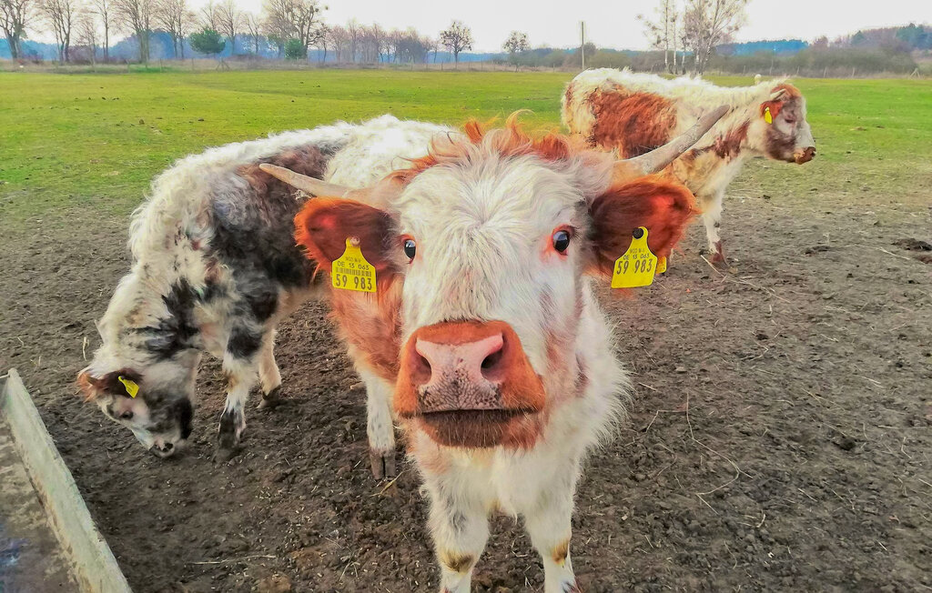 Semesterlägenhet - Userin , Tyskland - DZV662 14