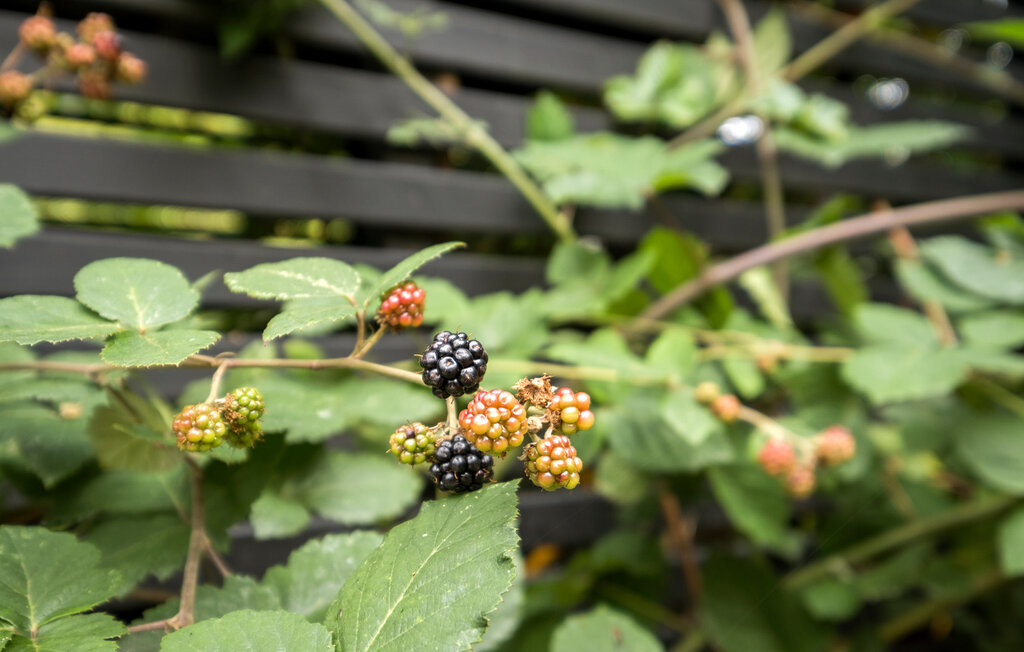 Semesterhus - Hornbæk Strand , Danmark - E02992 20