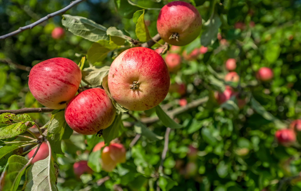 Feriehuse - Tinkerup Strand , Danmark - E03379 12