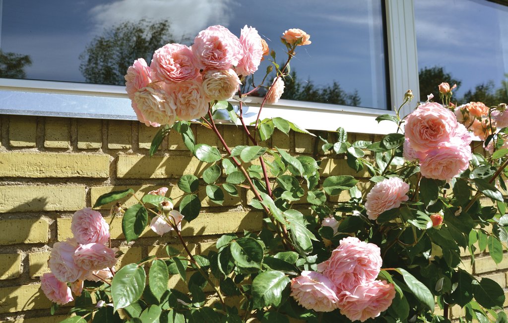 Feriehuse - Kyndeløse Nordmark , Danmark - E16824 7