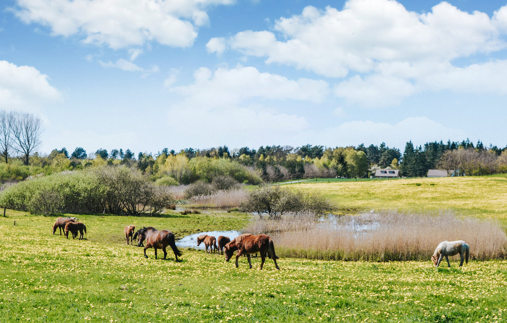 Feriehuse - Rørvig , Danmark - E17702 33