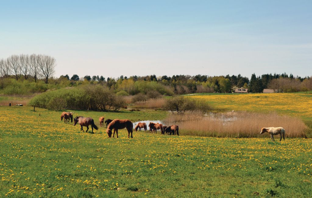 Ferienhaus - Rørvig , Dänemark - E17600 35