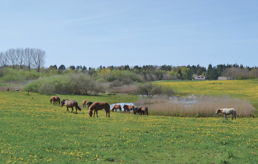 Feriehuse - Rørvig Strand , Danmark - E17601 34